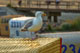 M&ouml;we - Foto: &copy; G&uuml;nter Santjer